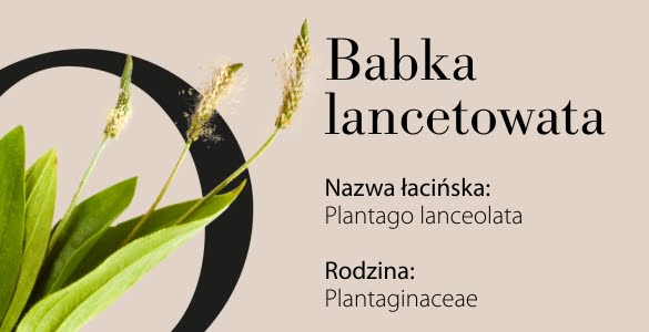 Babka lancetowata